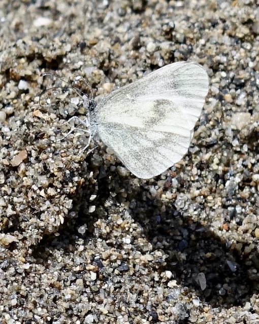 wood white